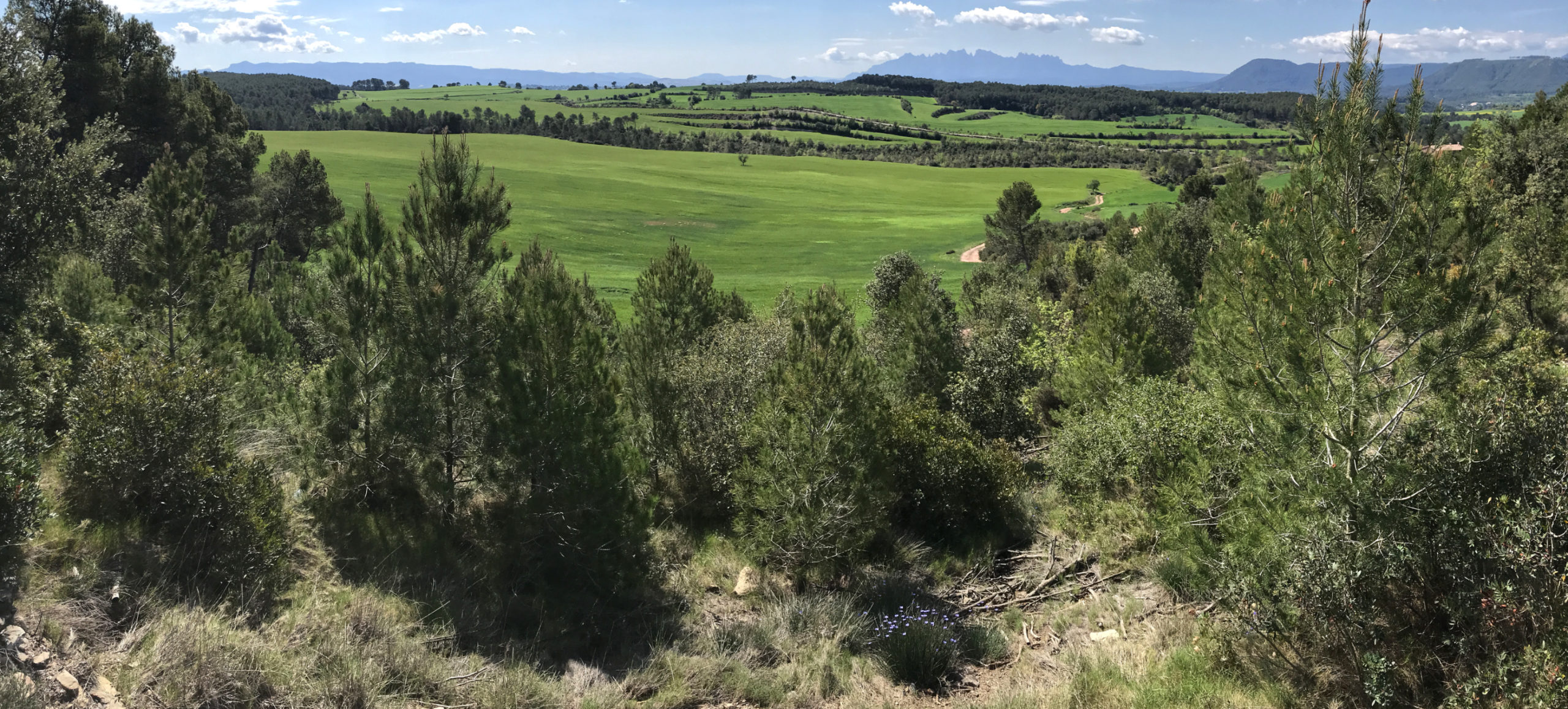 conreus a la primavera